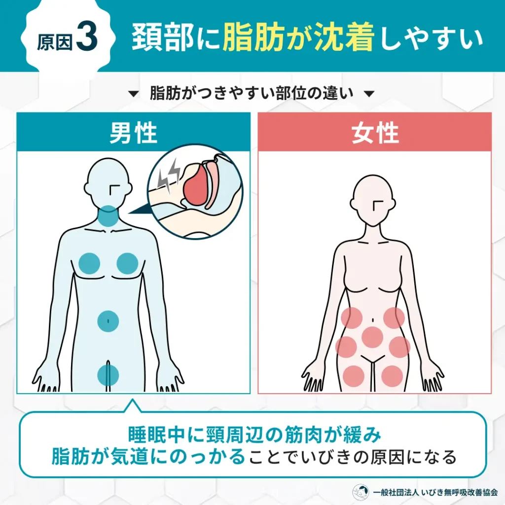 頸部に脂肪が沈着しやすい